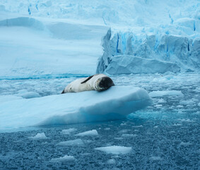 Fototapeta premium Leopard seal, Hydrurga leptonyx, on an ice floe in the Antarctic at Cierva Cove