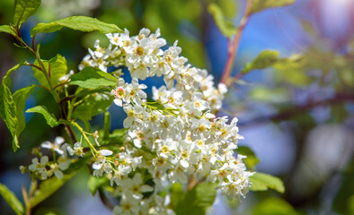 Bird cherry branches in the garden in spring
