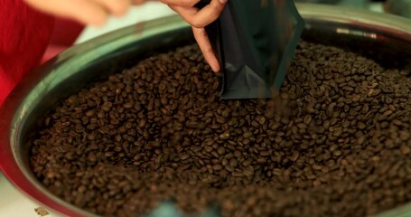 worker packing red cherry coffee beans into sack. at factory community north of chiang rai thailand 4k video.
