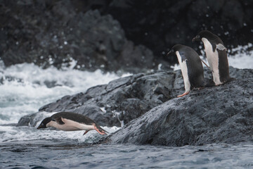 Two adelie penguins dive into the water in Antarctica while their friends excitedly cheer them on