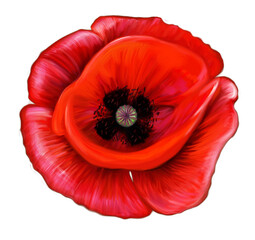 This digital image depicts a red poppy against a backdrop of green grass. The poppy, with its vibrant red blossom, contrasts with the spring greenery of the grass. The poppy petals have a smooth textu