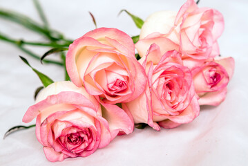 The branch of pink roses on white fabric background
