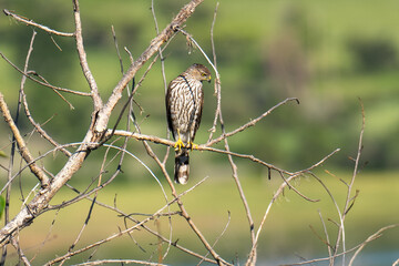 Cooper's Hawk