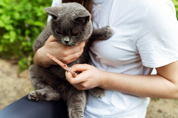 the process of putting a collar against ticks and fleas on a cat. protective collar. girl holds a...