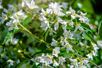 Jasmine blossom branch in the garden in spring
