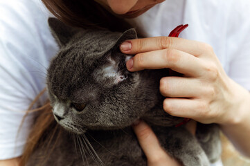 The girl found a tick in a cat. a pet with a tick. The tick sucks blood from the cat. cat examination.