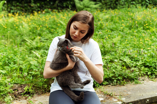 The girl found a tick in a cat. a pet with a tick. The tick sucks blood from the cat. cat examination.