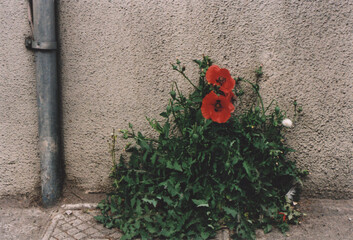 Red Poppies Growing on the Asphalt Road in Milan, Italy. Urban Nature Scene. Film Photography