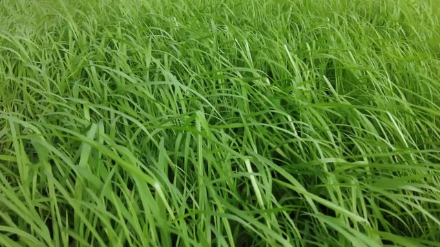lush grasses and fireweed caressed by playful winds. A solitary ray of sunlight illumines the center