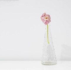 Elegant pink, yellow and green tulip blossomed in springtime, ready for an anniversary present. House zen decoration, Feng shui.