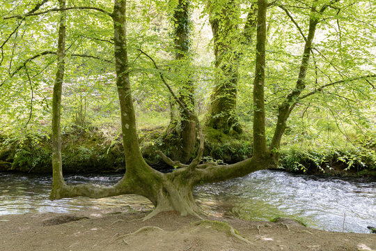 West Looe River and unusual tree formation