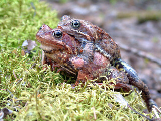 A pair of frogs during the spring mating season.