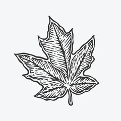 hand drawn illustration maple leaf in vintage style