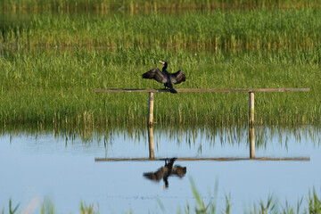 Cormorant (Phalacrocorax carbo) with its wings outstretched to dry while perched on a wooden perch at Ham Wall nature reserve in Somerset, United Kingdom.