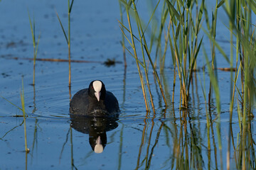 Eurasian coot (Fulica atra) swimming on a lake in Ham Wall nature reserve in Somerset, England, United Kingdom.  