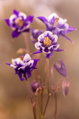 Wiosenne kwiaty - fioletowe Orliki © mycatherina