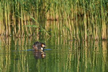 Great Crested Grebe (Podiceps cristatus) on a lake at Ham Wall in Somerset, United Kingdom.