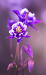 Wiosenne kwiaty - fioletowe Orliki © mycatherina