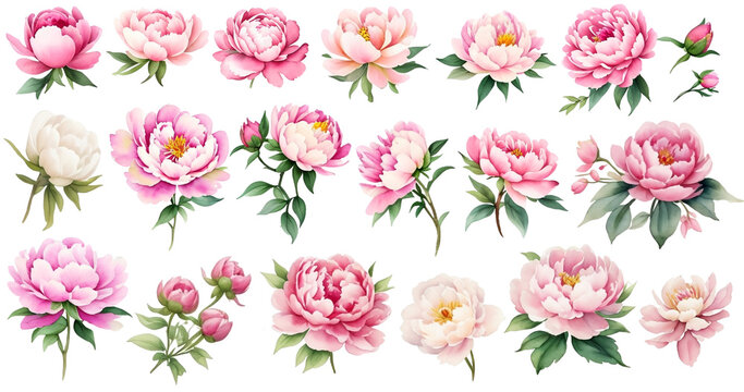 set of watercolor peony flowers clip art vintage style