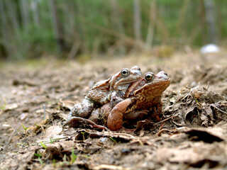 A pair of frogs during the spring mating season.