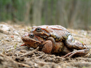 A pair of frogs during the spring mating season.