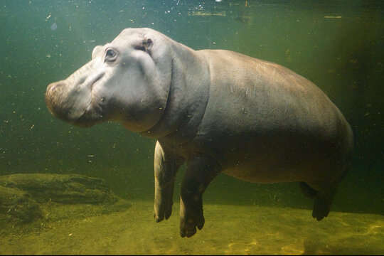 Hipopotam pod wodą