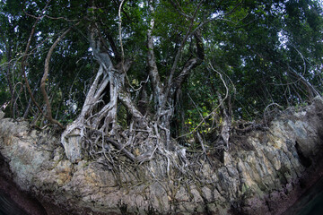 Thick rainforest hangs over the edge of a remote, tropical island off the coast of West Papua, Indonesia. This spectacular region harbors high biodiversity and is part of the coral triangle.