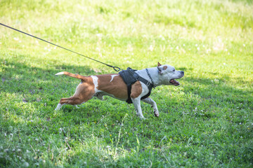 American Staffordshire Terrier in working trials