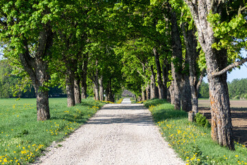 Fototapeta na wymiar Beautiful spring morning of May 2023 looking down a scenic road leading to a number of local farms on the outskirts of a small rural town of Tapa, The scene showing trees blossoming and green grass
