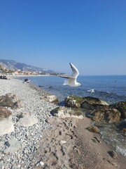 seagull on the beach