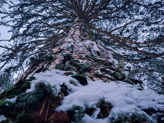 Tall pine tree covered with moss, lichen and snow