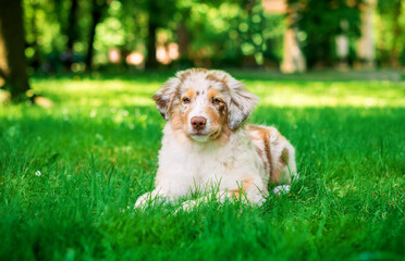 The dog of the Australian Shepherd Aussie breed lies on the green grass on the background of a summer park. The cute and fluffy puppy is four months old. The photo is blurred