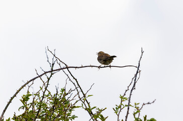 Meadow pipit 