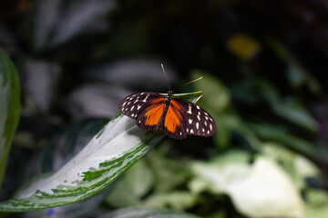 gros plan sur un papillon exotique multicolore posé sur une fleur dans un jardin botanique