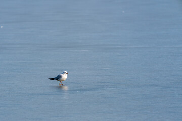 seagull on ice