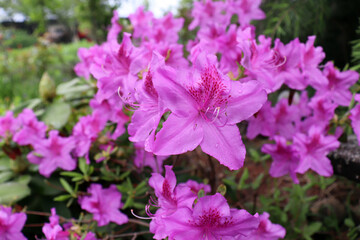 Obraz premium Big pink azalea or Rhododendron in an organic garden. Season of flowering azaleas. Azaleas are shade tolerant flowering shrubs in the genus Rhododendron. Blurred background.