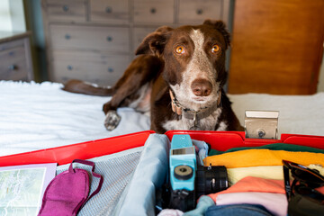 Open suitcase ready for summer holidays, colourful clothes and warmth and travel elements, behind a waiting dog, concept of travelling with a pet.