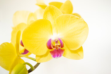 Obraz na płótnie Canvas yellow orchid flower closeup