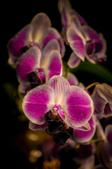 Orchids and wild flowers