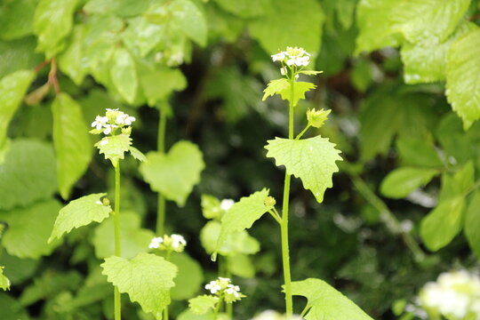 Viel Gr&uuml;n mit weisen Bl&uuml;ten