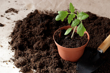 Seedlings are growing in the nursery pot.
