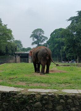 Nature animal picture. The elephant in the zoo