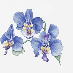 Fototapeta na wymiar watercolor orchids isolated on white background, blue color