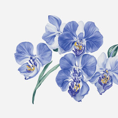 Fototapeta na wymiar watercolor orchids isolated on white background, blue color