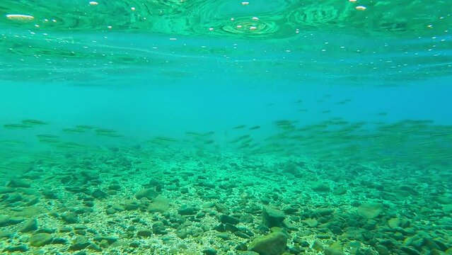 a lot of small fish underwater. school of baby fish juveniles swim sail away in different directions. Underwater life in the Mediterranean Sea. Beautiful gopro POV view. High quality FullHD footage