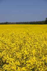 Canola fields in Brandenburg, Germany