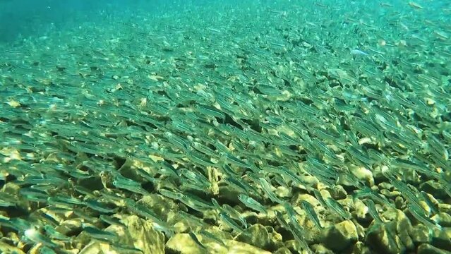 a lot of small fish underwater. school of baby fish juveniles swim in different directions. Underwater life in the Mediterranean Sea. Beautiful gopro POV view. High quality FullHD footage