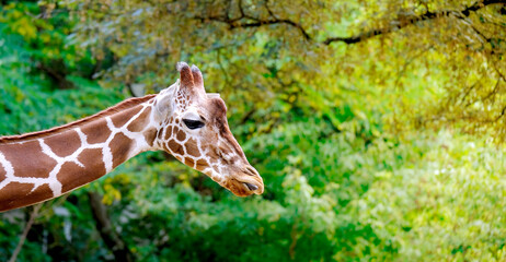 close-up of giraffe animal with long neck, Giraffa camelopardalis, brown spots on shiny skin, artiodactyl mammal from giraffidae family, beautiful natural green background of African savanna trees