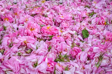 Obraz premium Rosa Damascena. Damask rose. Oil-bearing rose. Bulgarian rose oil.