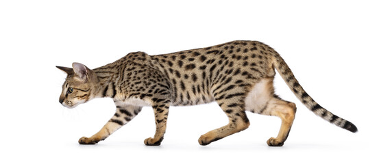 Beautiful F5 Savannah cat walking side ways. Looking away from camera showing profile. Isolated on a white background.
